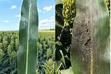 Sugarcane Aphid Control Images