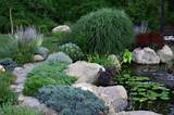 Juniper Landscape Plants Pictures