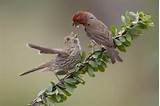 Baby House Finch Images