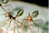 Baby White Ants Photos