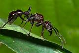 Images of Carpenter Ants National Geographic