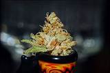 Images of Marijuana Bowl