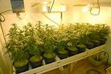 Best Marijuana Fertilizer Indoor Images