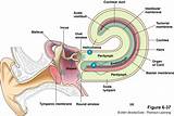 Cochlea And Balance