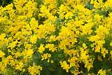 Images of Yellow Flowering Bush In Florida