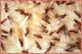 Photos of Termites With Wings Identifications