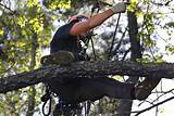 Pictures of Tree Trimming Climbing Gear