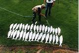 Salmon Fishing Kenai Peninsula Images