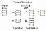 How Can A Cell Repair A Mutation Images