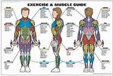 Images of Muscle Exercise Video