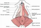 Pictures of Pelvic Muscle Exercises Male