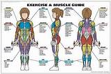 Exercise Muscle Groups Chart Images