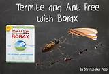 Termite Treatment Uk Pictures