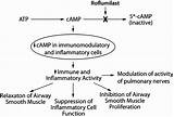 Images of Phosphodiesterase 4 Inhibitors For The Treatment Of Copd