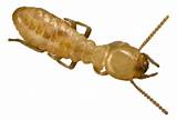 Images of Pest And Termite