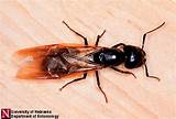Do Black Carpenter Ants Bite Pictures