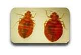 Bed Bugs Co2 Treatment Images