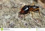 Images of African Termite Eater
