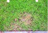 Pictures of Chinch Bug Treatment Of St. Augustine Grass
