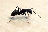 Utah Carpenter Ants