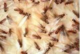 Swarming Termites Treatment