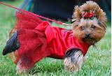 Pictures of Dog Clothes Yorkies
