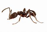 Do Carpenter Ants Kill Trees