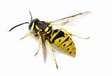 Images of Yellow Jacket Wasp Sting