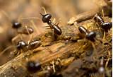Termites Health Risk Photos