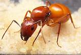 Photos of Do Carpenter Ants Eat Termites