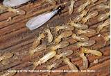 Termite Habitat