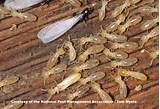 Termite Images