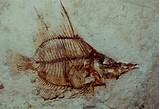 Fossil Pictures Images