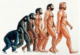Theory Of Evolution Humans Images
