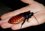 Madagascar Hissing Cockroach Photos