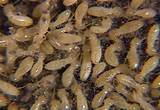 Michigan Termites Pictures