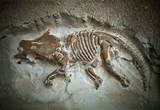 Images of Dinosaur Fossils