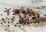 Vinegar Treatment For Bed Bugs Images