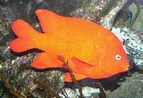 Fish Orange