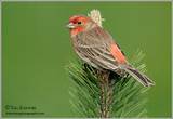 Photos of White House Finch