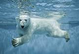 Images of Polar Bear Club Swimming