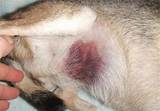 Hemophilia In Dogs Treatment Images