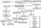 Pictures of Key The Theory Of Evolution