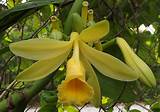 Photos of Vanilla Flower Plant