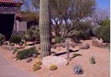 Yard Landscaping Desert