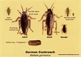 Cockroach Reproduction
