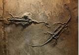 Dinosaur Fossil Pictures Pictures