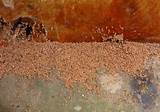 Termite Poop Pictures Pictures