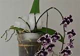 Phalaenopsis Orchid Care Ice Cubes Pictures