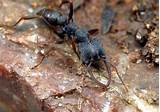 Ant Species